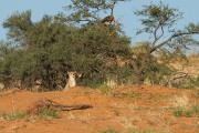 3 cheetahs in the red dunes