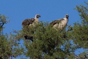 whitebacked vulture