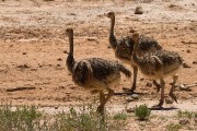 Ostrich juveniles