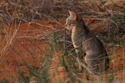African wild cat at Kieliekrankie Camp