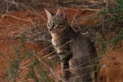AWC looks just like a house cat