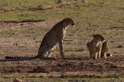 Looking to hunt