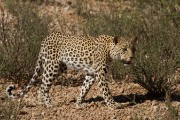 On the way back to camp we spot another leopard hunting.  We followed along with her for about an hour.