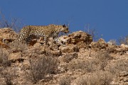 On the hunt again