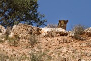 Lion watching the leopard