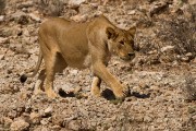 We sure don't want to see a lion kill a leopard.