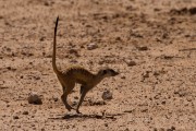 Meercat or Suricate