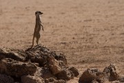 Meercat on patrol