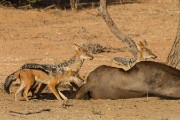 Black-backed jackals waiting to feed.
