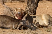 The female had lost 1 eye a long time ago.