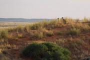 3 cheetah brothers on the dunes