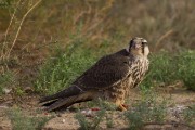 Lanner falcon