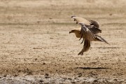 Tawny eagle coming in for a landing
