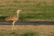 Kori bustard