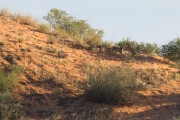 Cheetahs on the dunes at sunrise at Marie se draai
