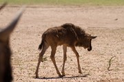Blue wildebeest baby with mom watching