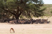 Springbok finding a little shade