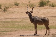 Male kudu