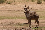 2 male kudus at the Urikaruus camp