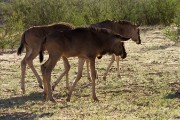 Trio of blue wildebeest babies