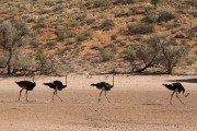 Ostrich