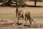 Drinking giraffe