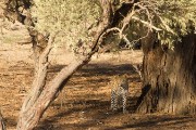 Another leopard
