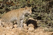 The leopard is very interested in the cheetah