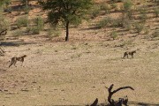 What, another leopard and the cheetah is interested.