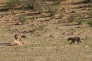 The leopard does not want to be followed.