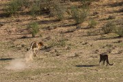 The cheetah knows when to run.