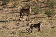 Leopard is supreme over the much larger cheetah.