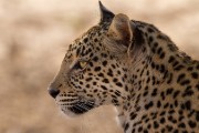 This leopard watched the whole interaction of the other cheetah and leopard.