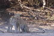 Mom came back to the waterhole and this little one came out of the tree for a reuniou.