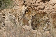 Mom found her other cub.  This is the one that was sitting by our truck watching the cheetah spar with mom.