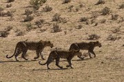 We later learned that this is Mira and her 2 cubs.