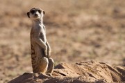 Meercat