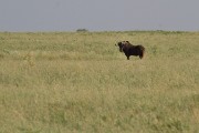 Black wildebeest