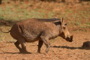 Warthog