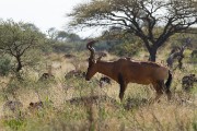 Red hartebeest