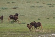 Black wildebeest