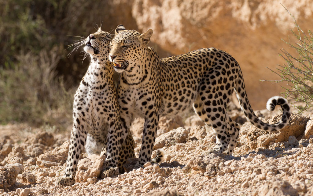 Leopard