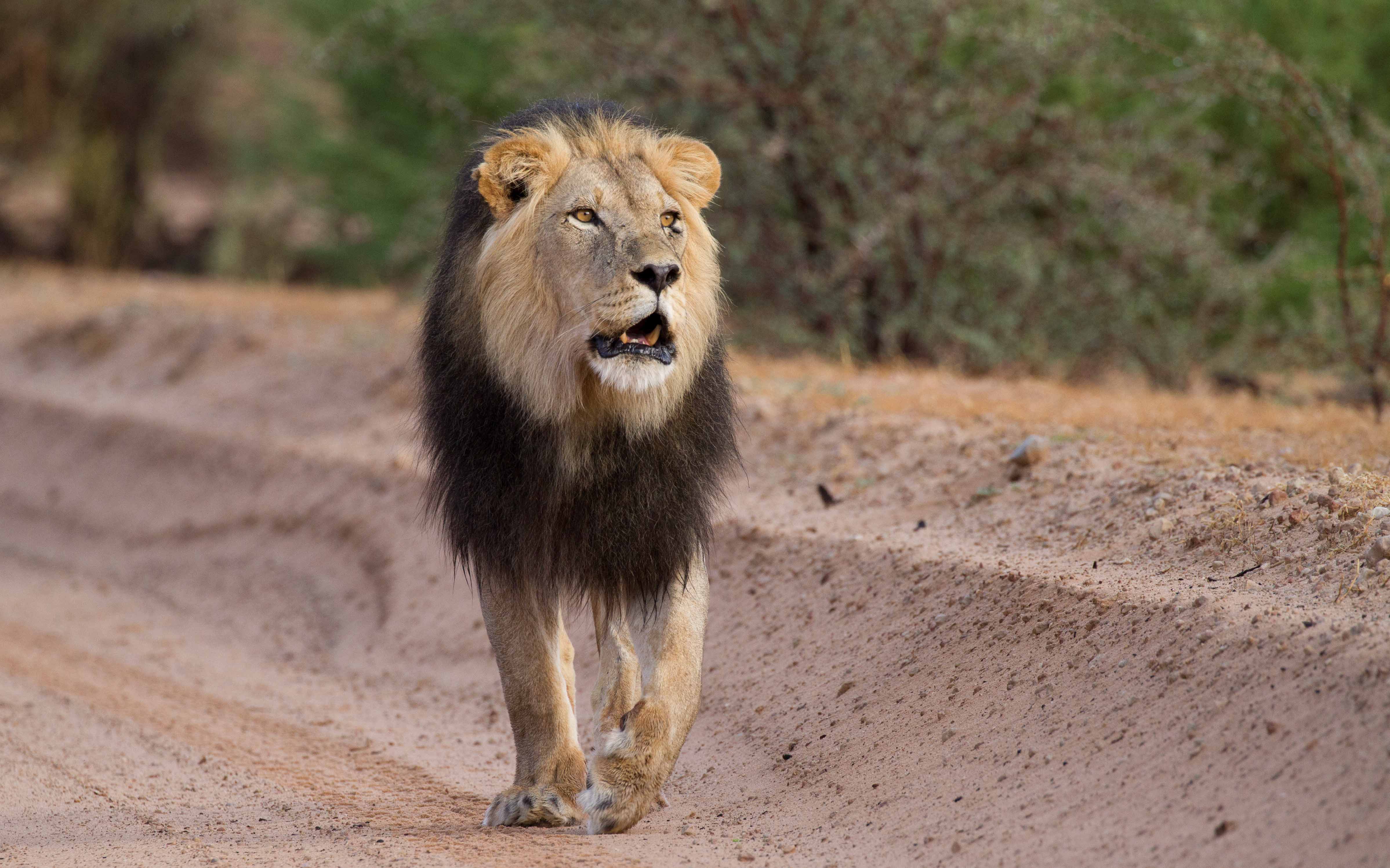 male lion