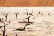 Dead Vlei at the foot of Big Daddy, tallest Sossusvlei dune
