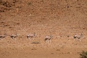 coming in to drink at Desert Homestead water hole