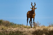 Hartybeest