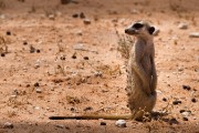 Meerkat
