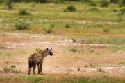 spotted hynea