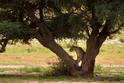 lion startled by wildebeest running