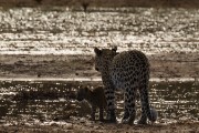 Mier and one of her cubs